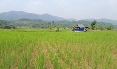 Kemarau Hantam Leuwidamar, Sawah Bungin dan Kali Cisimeut Kering
