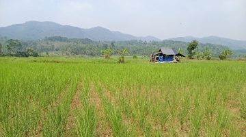 Kemarau Hantam Leuwidamar, Sawah Bungin dan Kali Cisimeut Kering