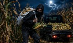 Petani Desa Nayagati Resah, Jagung Siap Panen Diduga Dicuri