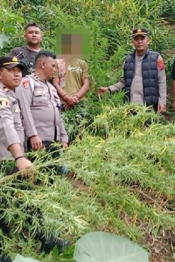 Polsek Kuala Ungkap Ladang Ganja di Langkat, 11 Batang Diamankan & Satu Orang Ditangkap