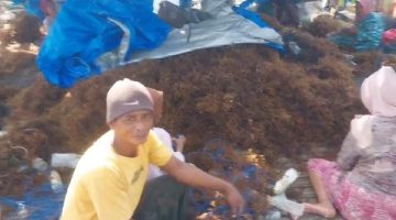Upah Rendah dan Modal Minim, Petani Rumput Laut Alasmalang Sumenep Jerit Bantuan